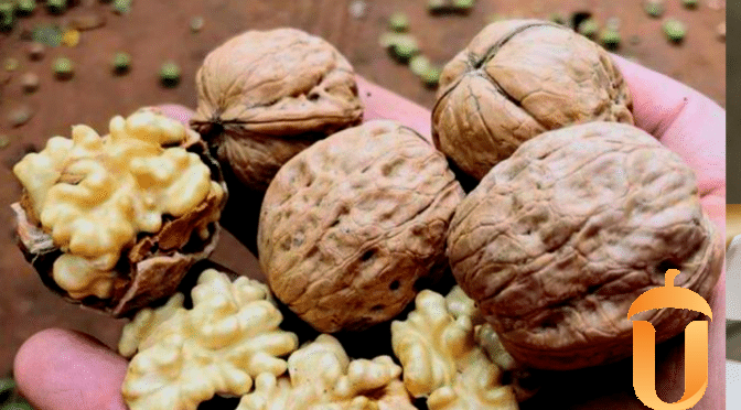 6 loại hạt nên bổ sung vào bữa sáng